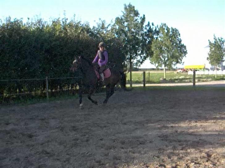 Anden særlig race *Pondus* SOLGT. billede 15