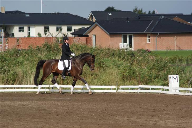 Dansk Varmblod Sandelmosegårds Louie - Nibe cup 09 billede 11