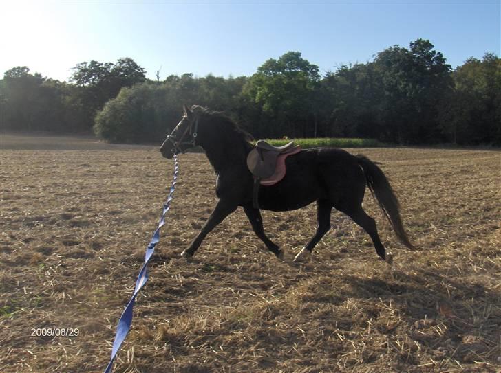 Oldenborg Faye Lyngbo billede 7