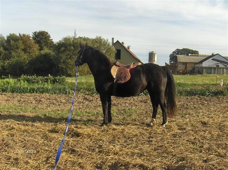 Oldenborg Faye Lyngbo billede 8