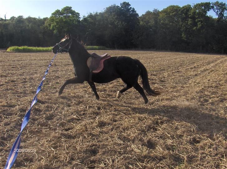 Oldenborg Faye Lyngbo billede 9