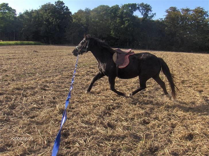 Oldenborg Faye Lyngbo billede 10