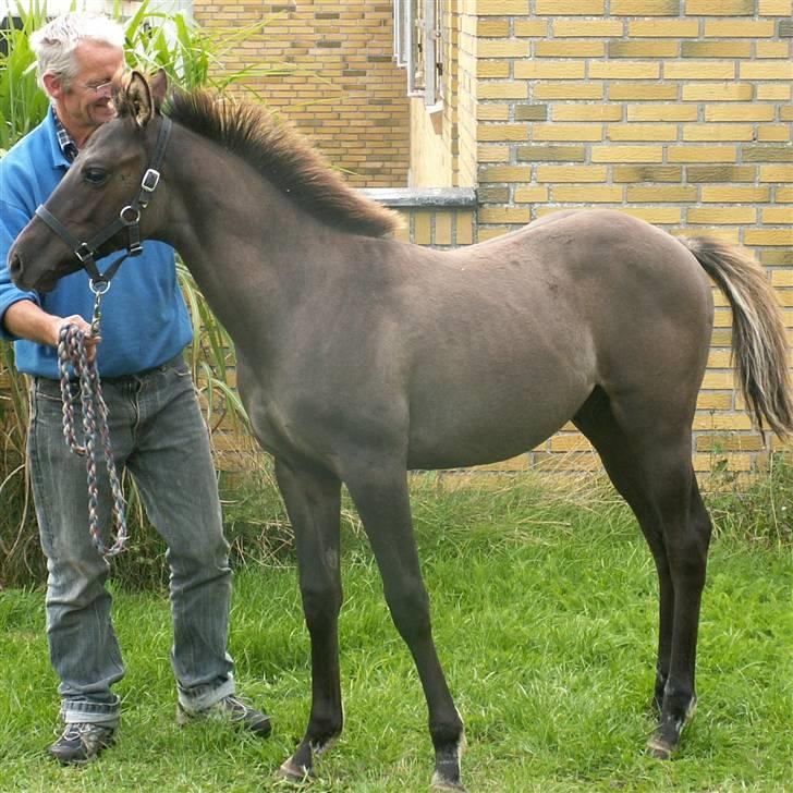 Welsh Partbred (Sec F) Stillebækkens Dayton - så er følpelsen smidt - se hvilken forunderlig farve - sortblak billede 14