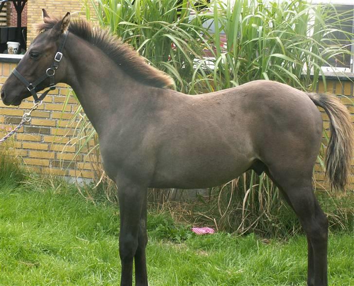 Welsh Partbred (Sec F) Stillebækkens Dayton - god overlinie billede 15