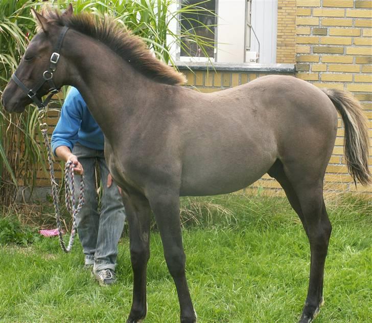 Welsh Partbred (Sec F) Stillebækkens Dayton - borte borte tit tit billede 16