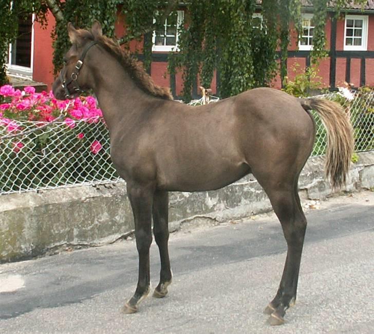 Welsh Partbred (Sec F) Stillebækkens Dayton - sikke smukke roser billede 17