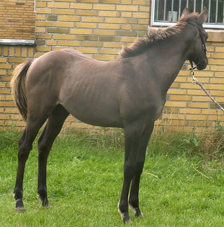 Welsh Partbred (Sec F) Stillebækkens Dayton - meget smuk også fra denne side billede 18