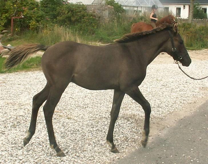 Welsh Partbred (Sec F) Stillebækkens Dayton - ups skal vi ud på asfalt? billede 19