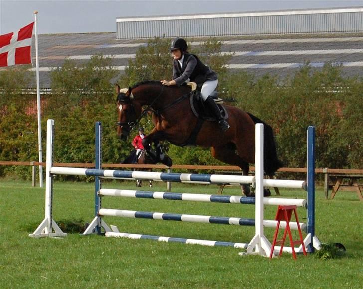 Dansk Varmblod *Bøgelys Cool Cash* B-hest - andet stævne (: stævne i GRK <3 billede 16