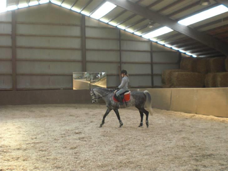 Welsh Cob (sec D) Lambay Nobility R.I.P - Lidt billeder af mig og lamsa efter lidt springtræning :D billede 2