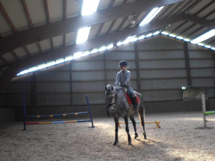 Welsh Cob (sec D) Lambay Nobility R.I.P billede 4