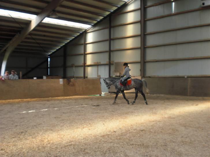 Welsh Cob (sec D) Lambay Nobility R.I.P billede 5