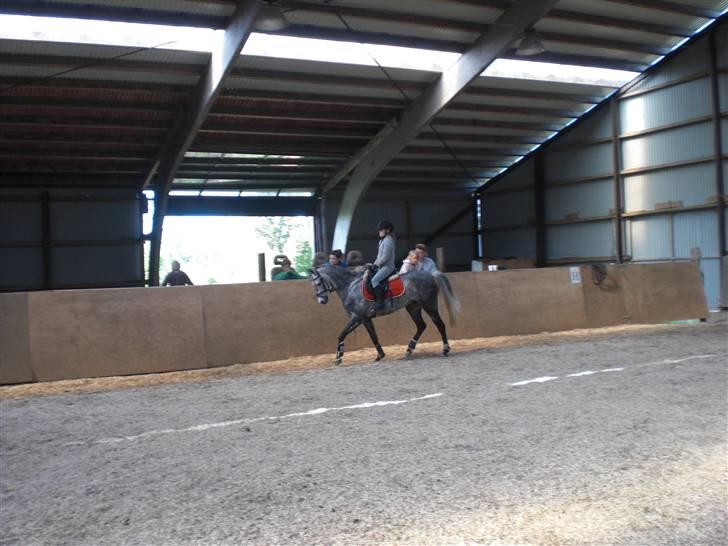 Welsh Cob (sec D) Lambay Nobility R.I.P billede 6