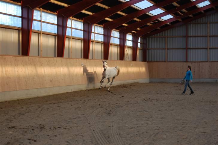 Arabisk fuldblod (OX) Emira Azizah ox ¤Solgt¤ billede 10