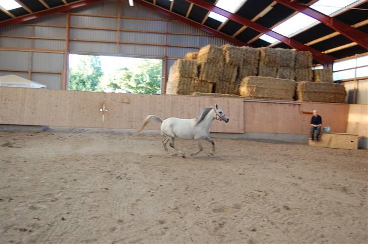 Arabisk fuldblod (OX) Emira Azizah ox ¤Solgt¤ billede 11