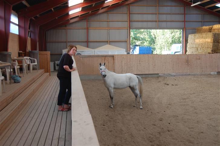 Arabisk fuldblod (OX) Emira Azizah ox ¤Solgt¤ billede 13