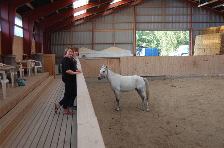 Arabisk fuldblod (OX) Emira Azizah ox ¤Solgt¤ billede 14