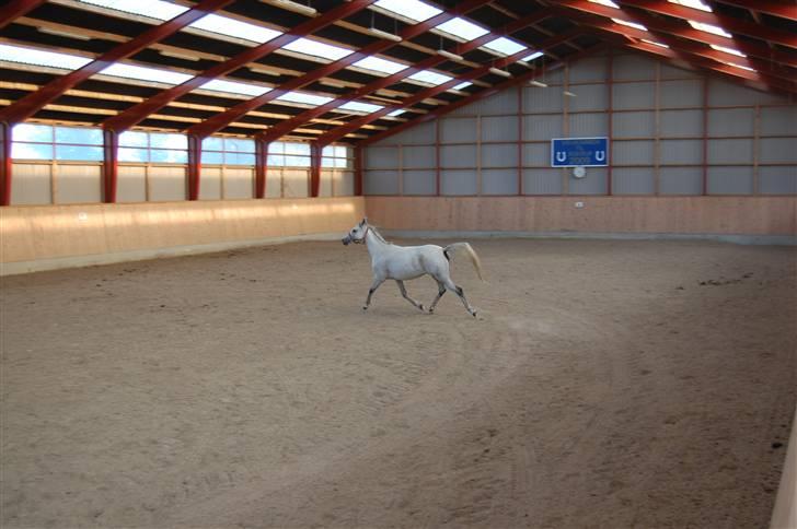 Arabisk fuldblod (OX) Emira Azizah ox ¤Solgt¤ billede 15