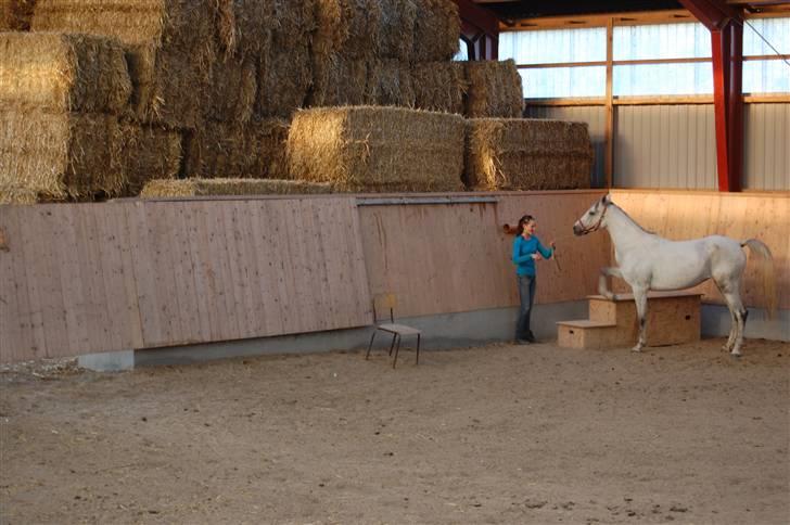 Arabisk fuldblod (OX) Emira Azizah ox ¤Solgt¤ billede 16