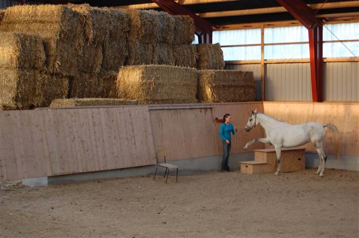 Arabisk fuldblod (OX) Emira Azizah ox ¤Solgt¤ billede 17