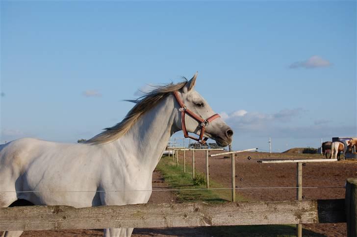 Arabisk fuldblod (OX) Emira Azizah ox ¤Solgt¤ billede 18