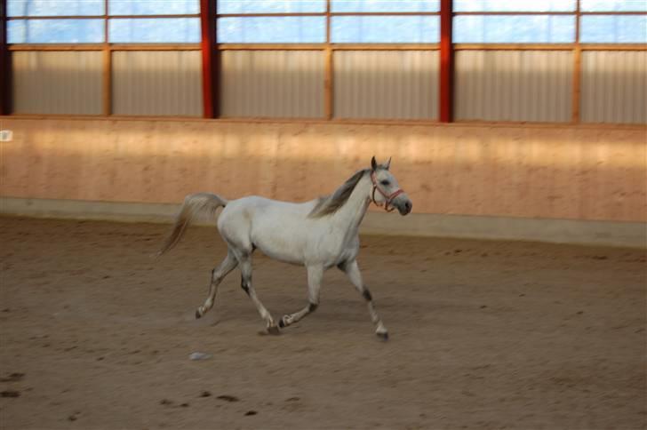 Arabisk fuldblod (OX) Emira Azizah ox ¤Solgt¤ billede 19