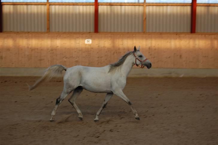 Arabisk fuldblod (OX) Emira Azizah ox ¤Solgt¤ billede 20