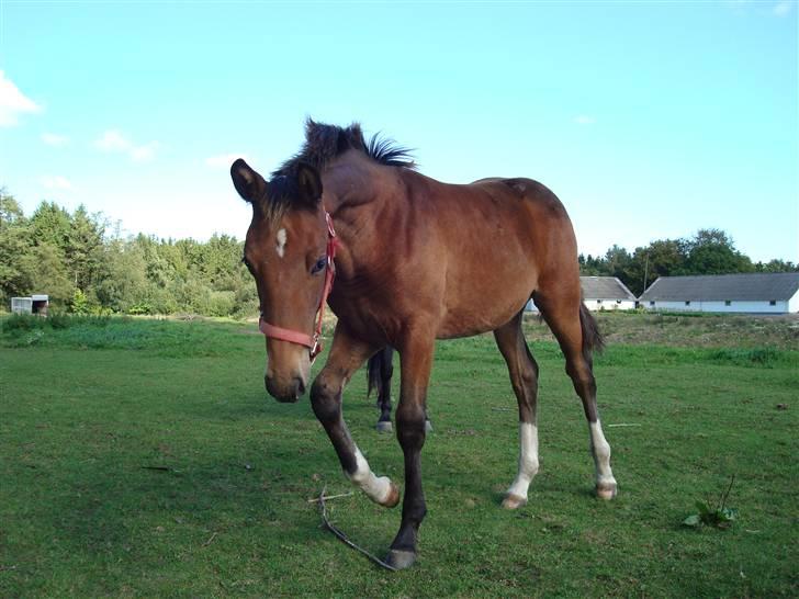 Anden særlig race Candy - Candy d. 14/9-09 billede 16
