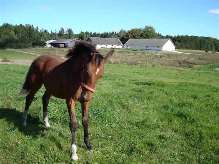 Anden særlig race Candy - Candy d. 14/9-09 billede 17