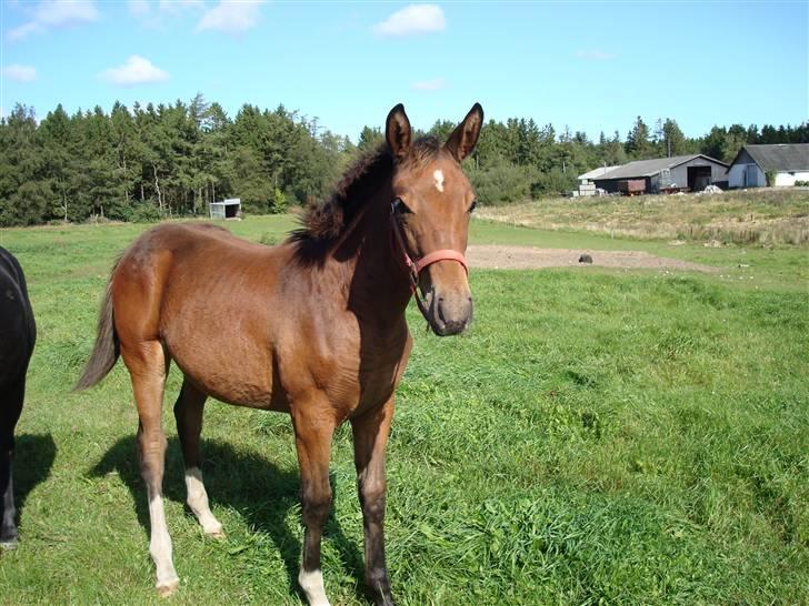 Anden særlig race Candy - Candy d. 14/9-09 billede 18