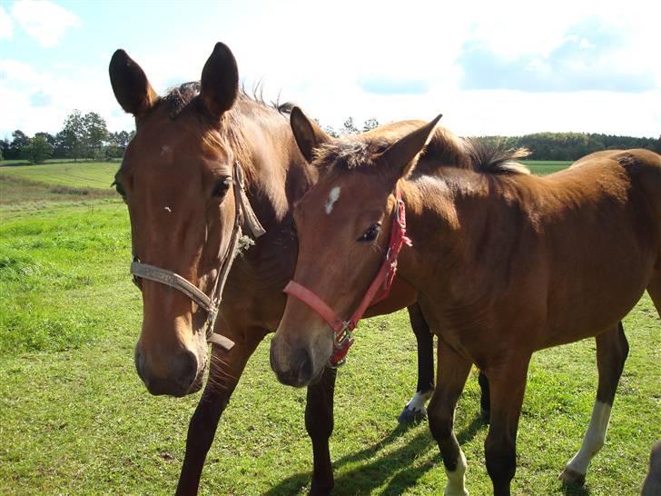 Anden særlig race Candy - Candy sammen med sin mor d. 14/9-09 billede 19