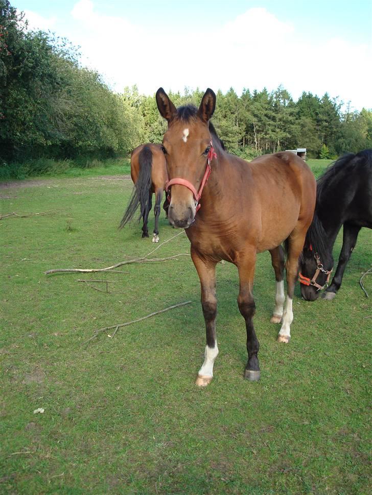 Anden særlig race Candy - Candy d. 14/9-09 billede 20