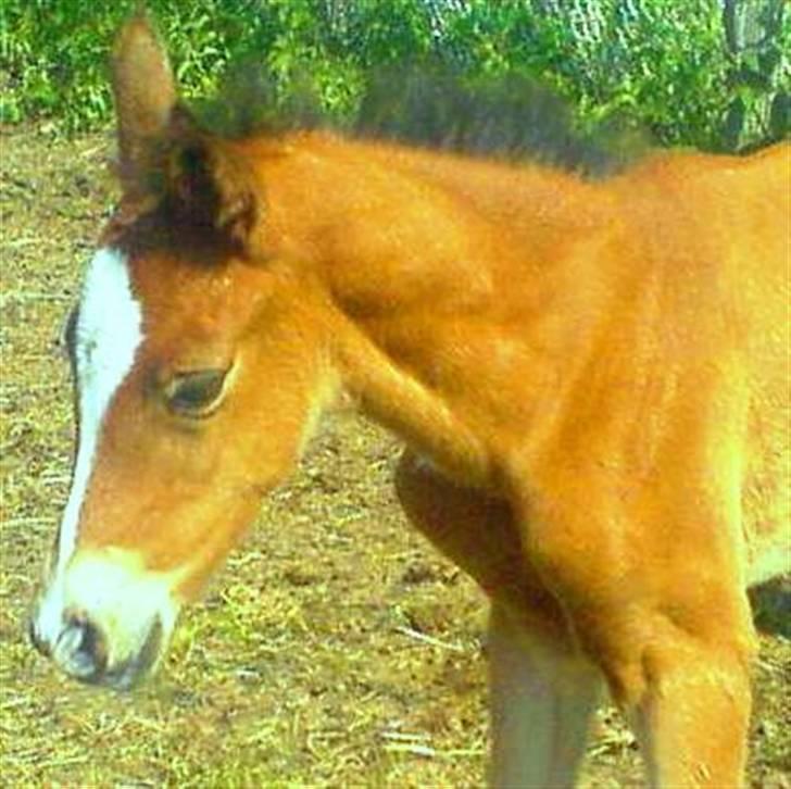 Anden særlig race Mawell billede 1