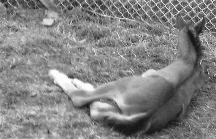 Anden særlig race Mawell billede 2