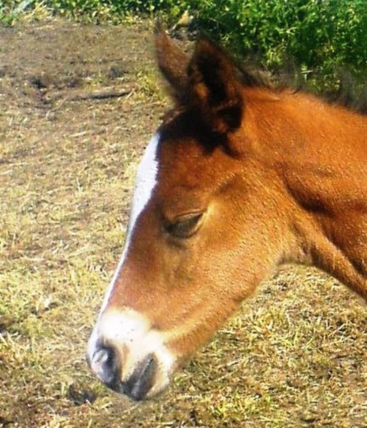 Anden særlig race Mawell billede 3