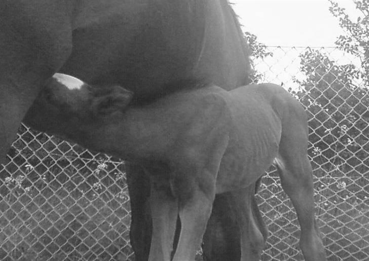 Anden særlig race Mawell billede 4