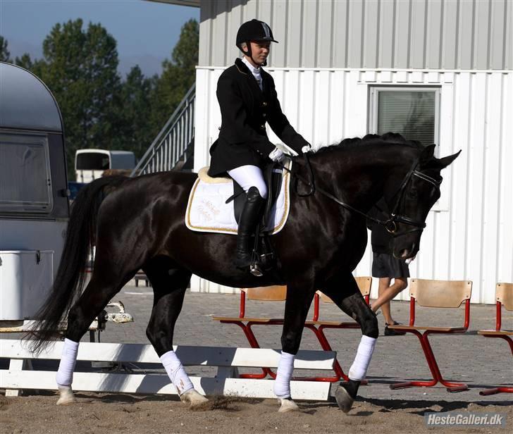 Anden særlig race Horsebjerg Massimou SOLGT - Stævne på VAl. Taget af Camilla Rosenlund / CR-FOTO billede 15