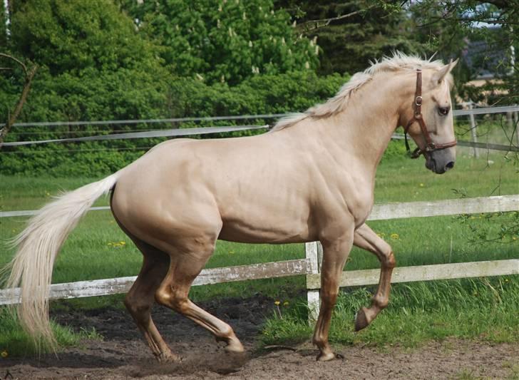 Fuldblod (XX) Palomino Mr Din X XX billede 3