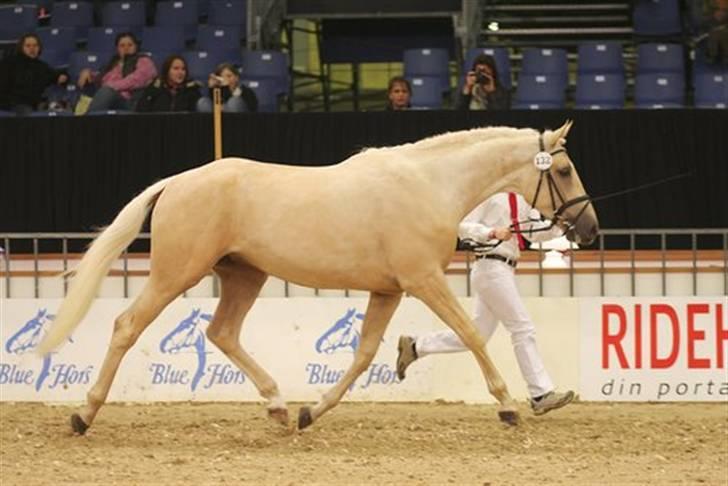 Fuldblod (XX) Palomino Mr Din X XX billede 4