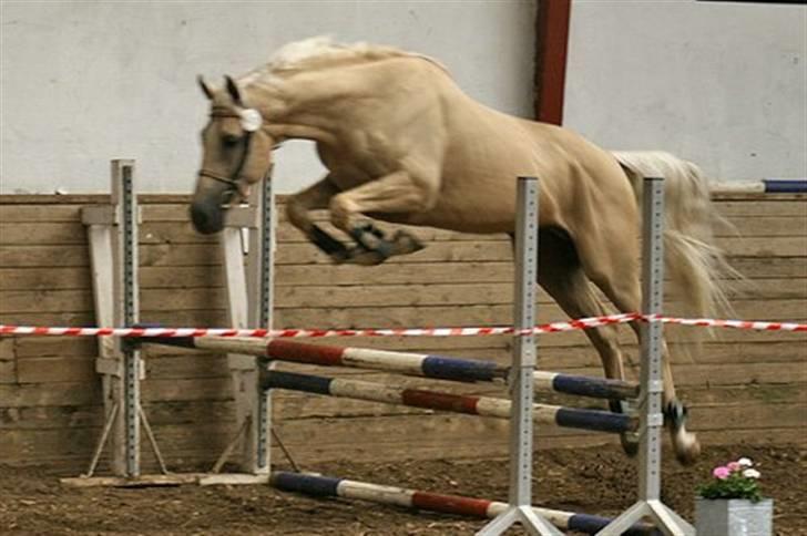 Fuldblod (XX) Palomino Mr Din X XX billede 5