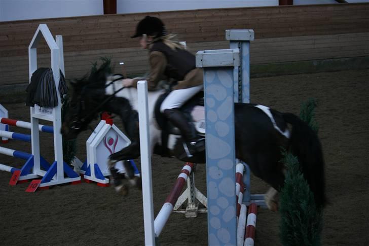 Pinto Ofelia - ofelia EVT. LÆKKER ;b billede 1