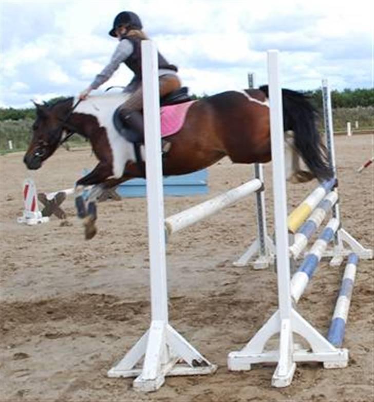 Pinto Ofelia billede 4