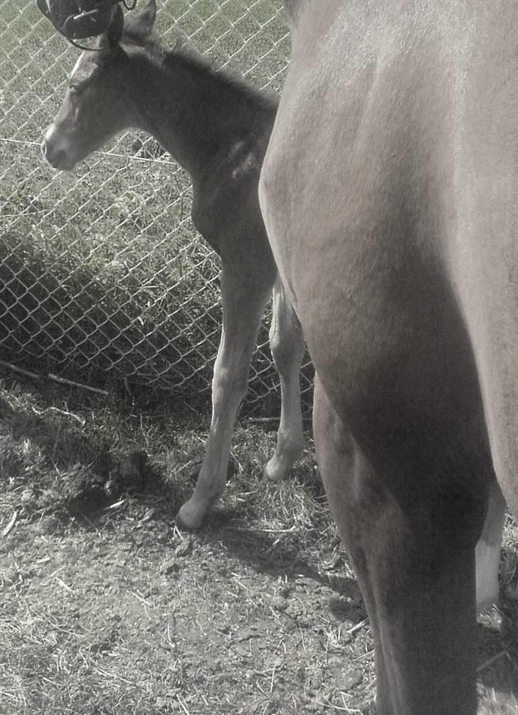 Anden særlig race Mawell billede 5