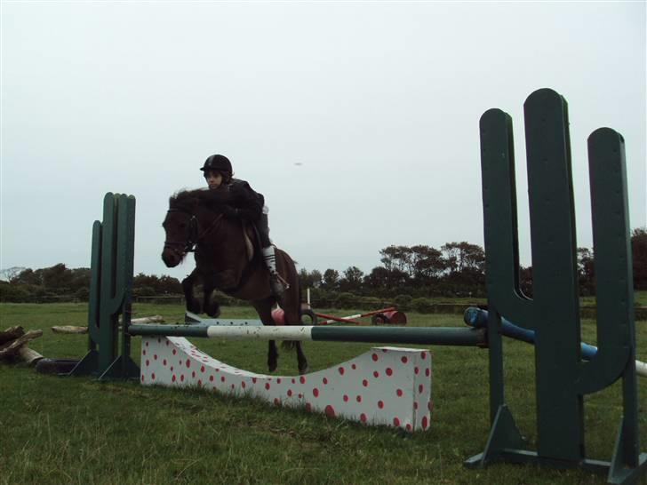 Anden særlig race Musse - Rideskole pony - Springer på springbanen:) billede 11