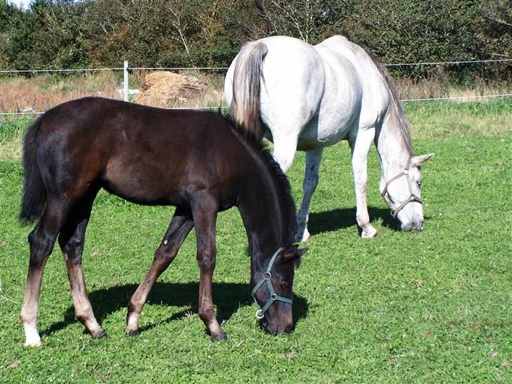 Dansk Varmblod Donna Castalina -solgt - 14-09-09 4 mdr* billede 13