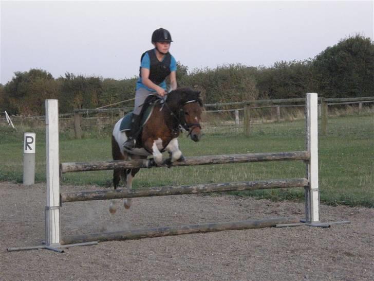 Pinto Svalegårdens Arsenal <3 - arsenal og jeg til springning. 85 cm d; .. foto: bella <3 billede 20
