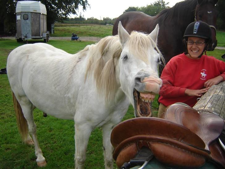 Welsh Pony (sec B) Korreborgs Kawango *MIT LIV* billede 15