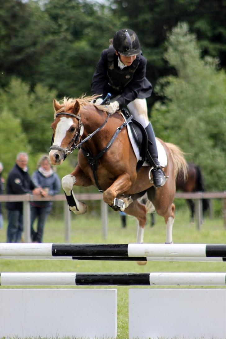 Welsh Pony (sec B) CeltonAristides *solgt* - Sydjysk mesterskab påden dejlige pony (: taget af Anne Krogh billede 3