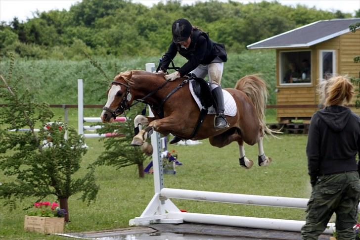 Welsh Pony (sec B) CeltonAristides *solgt* - Sydjysk mesterskab springer vandgrav (: taget af Anne Krogh billede 4