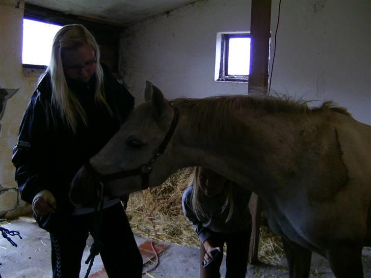 Anden særlig race Bonnie - Hvad er der sket med din arm? Kan man spise det? Foto: Mig billede 4